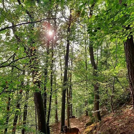 Semesterbostad Wald-ferienhaus Nicole - Mitten Im Grunen